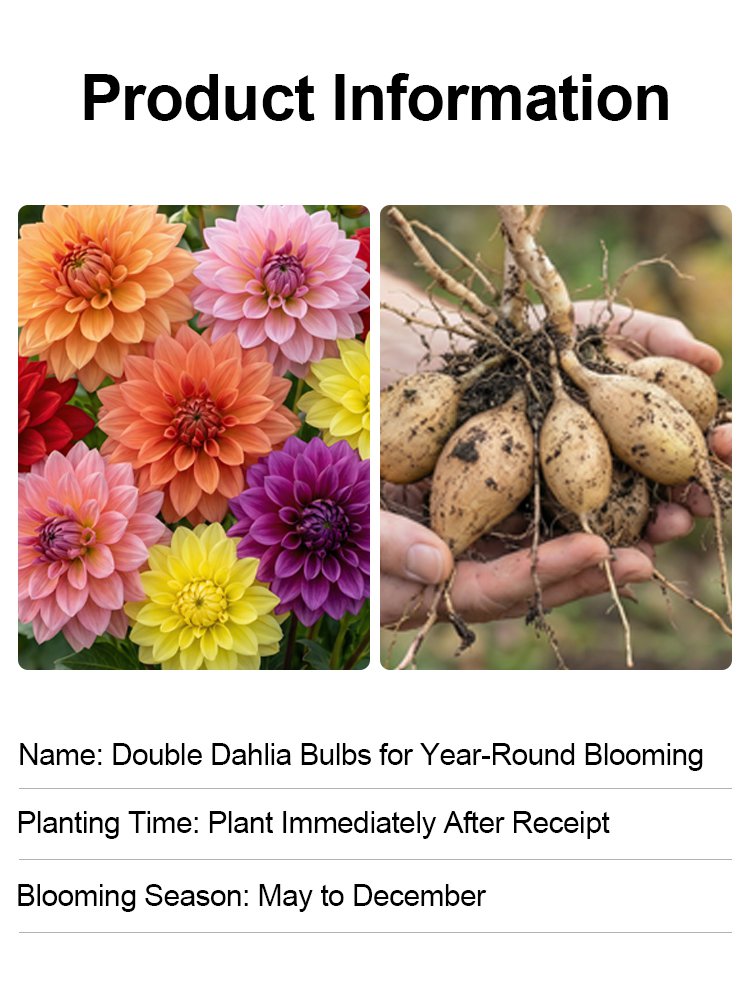 【Base Direct Sales】Four Seasons Blooming Double Dahlia Bulbs-ES