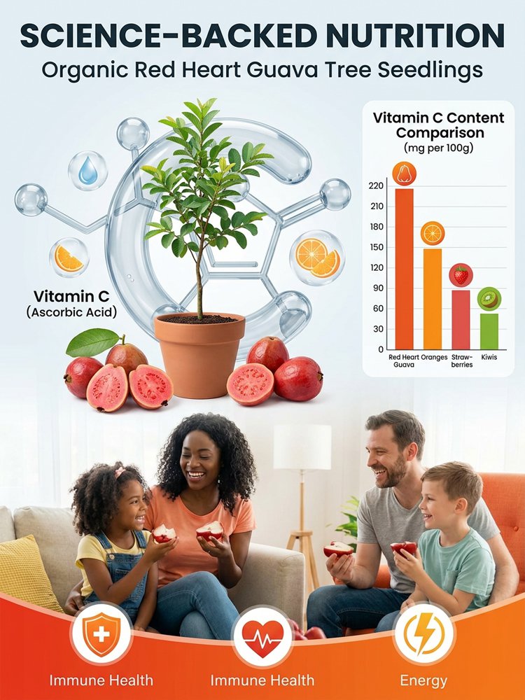 [Vitamin C bomba] Organske sadike rdeče guave-SI