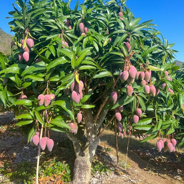 🥭 Plántulas de mango aterciopeladas, dulces y jugosas: ¡siente el sabor del trópico en tu propia casa! 🌴-ES