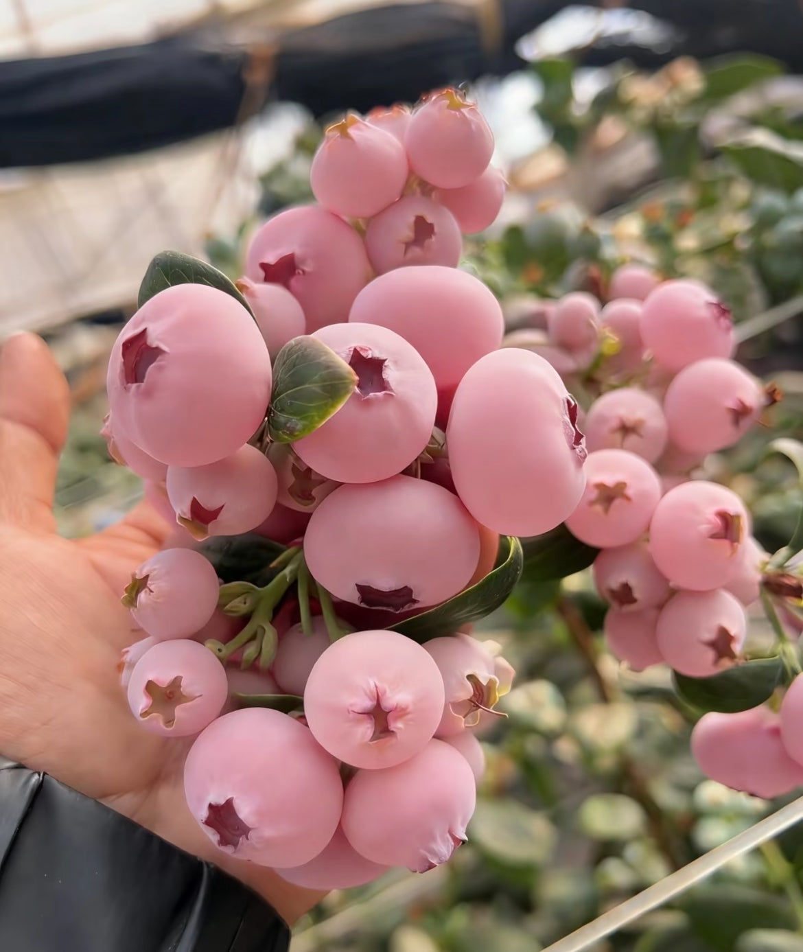Semillas de arándano Pink Bliss – Doble dulzura-ES