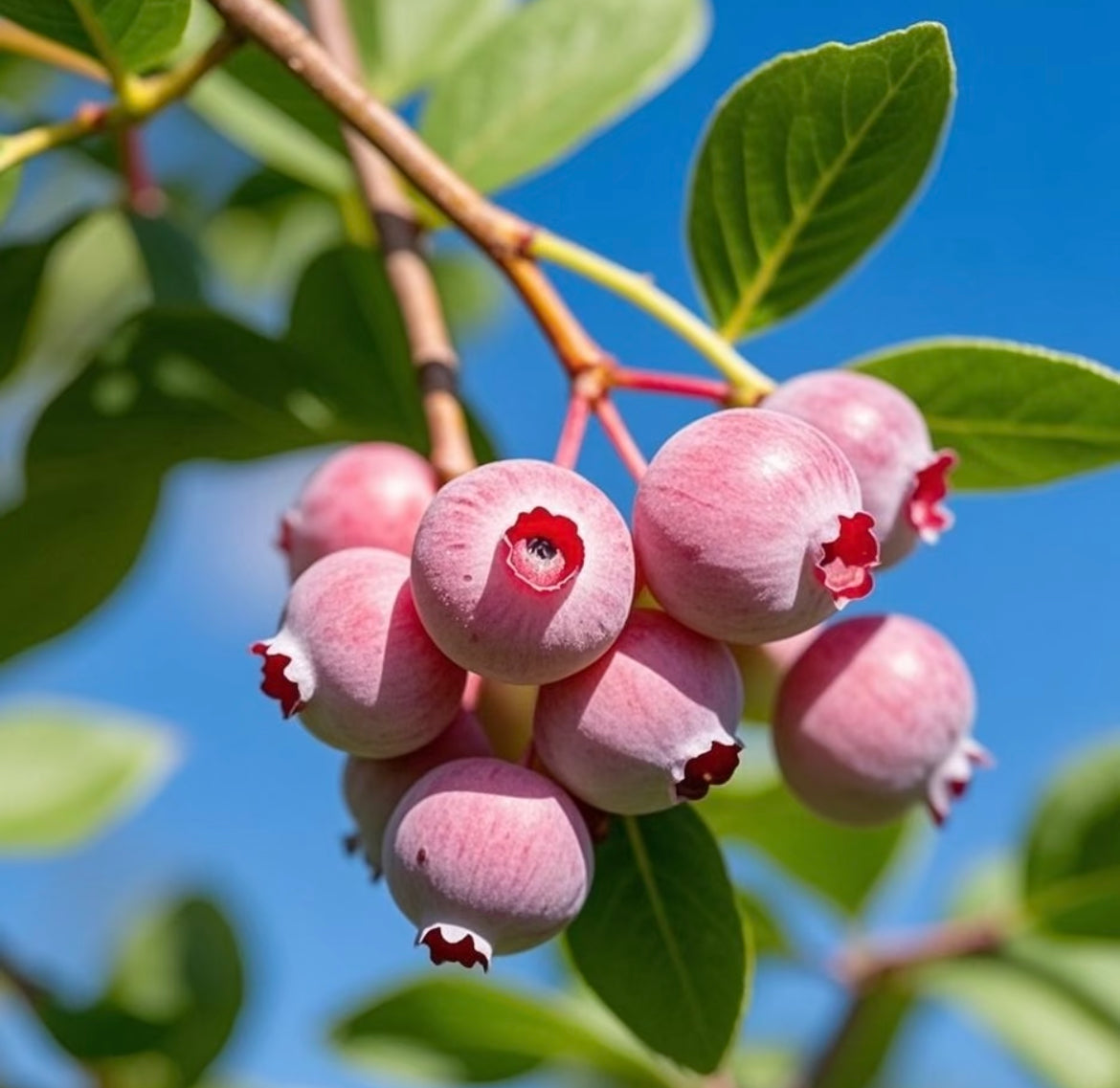 Semillas de arándano Pink Bliss – Doble dulzura-ES