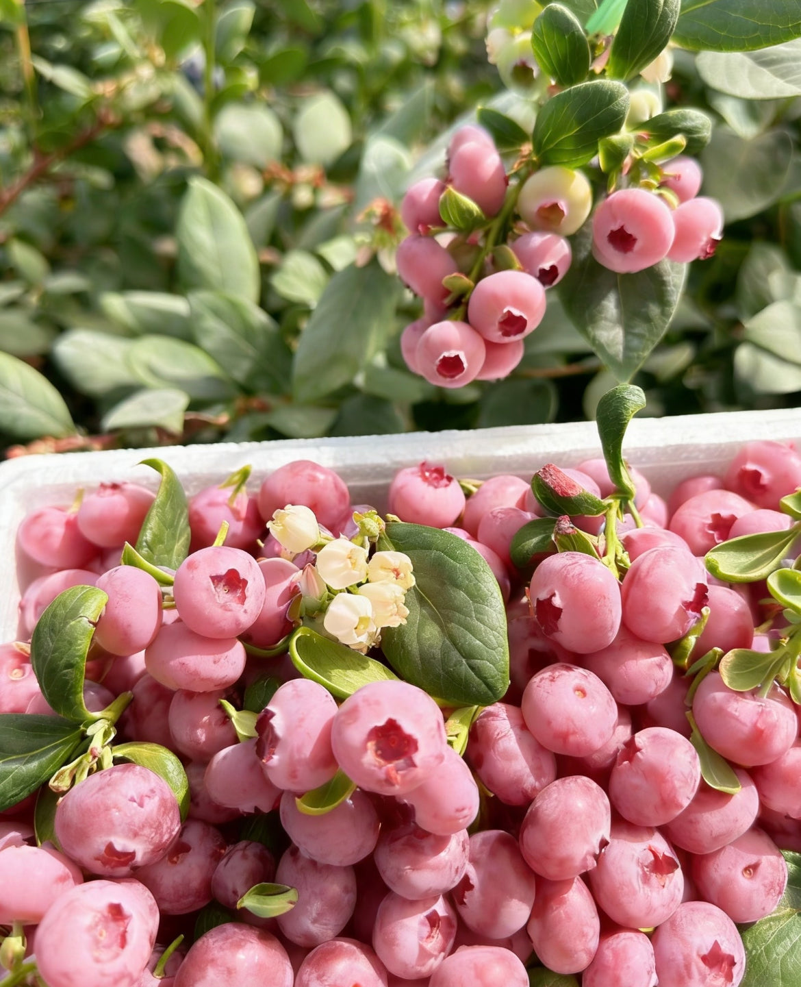Semillas de arándano Pink Bliss – Doble dulzura-ES