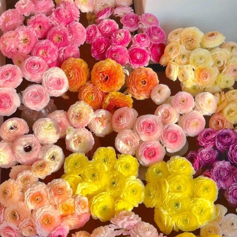Lukovice ljutića – nježne, elegantne, nezaboravne 🌸-HR