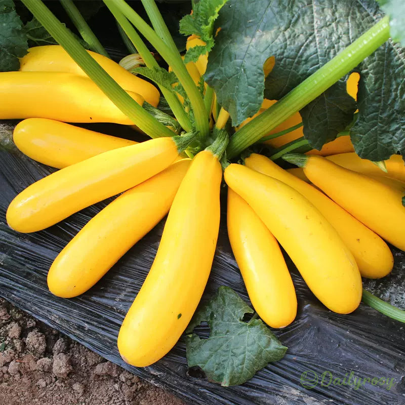 Bananinės cukinijos - Auksinės cukinijos🌿Galima auginti visus sezonus-LT
