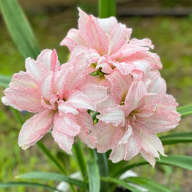 Čebulice amarilisa z dvojnimi cvetovi🌼-SI