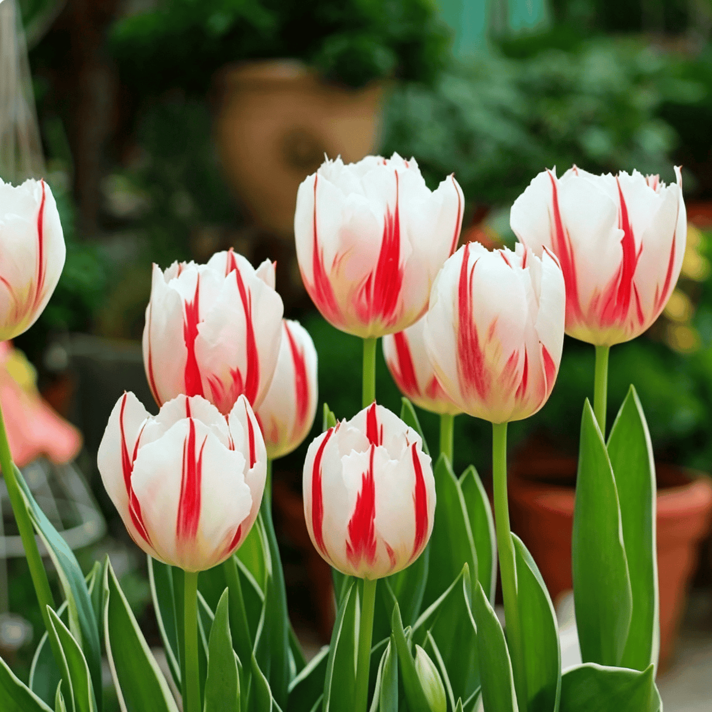 🌷Rijetko sjeme tulipana – šareni proljetni cvjetovi za lonce, obrube i vrtove-HR