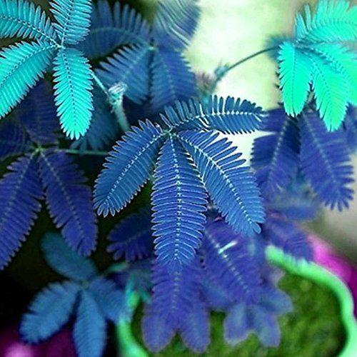 PISANA SEMENA MIMOZE-SI