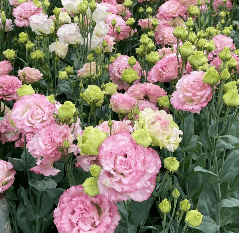🔥Posljednji dan prodaje💝Eustoma Thornless Rose💐Sjemenke Lisianthusa-HR