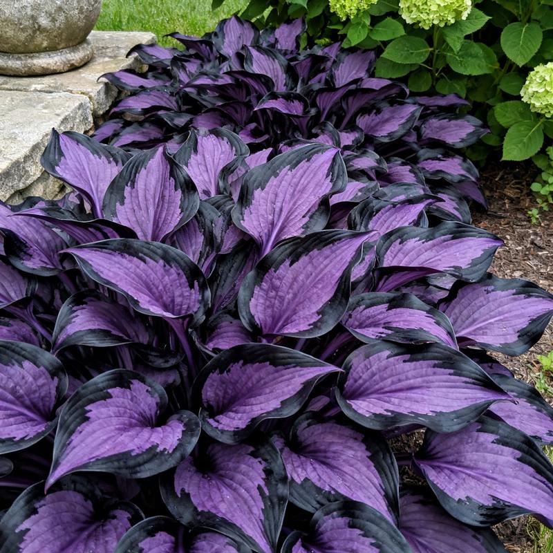 💥Oferta especial 2025 🌌Semillas de Hosta Midnight Purple Heart, una planta perenne que ama la sombra para el jardín-ES
