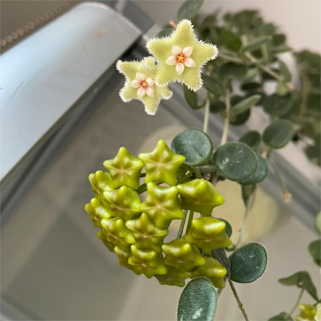 ✨Bombillas Hoya – Estrellas cayendo del cielo✨-ES