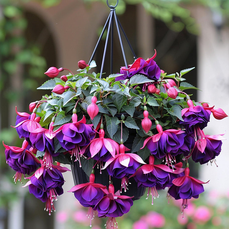🌺Semillas de fucsia - Flor de linterna-ES