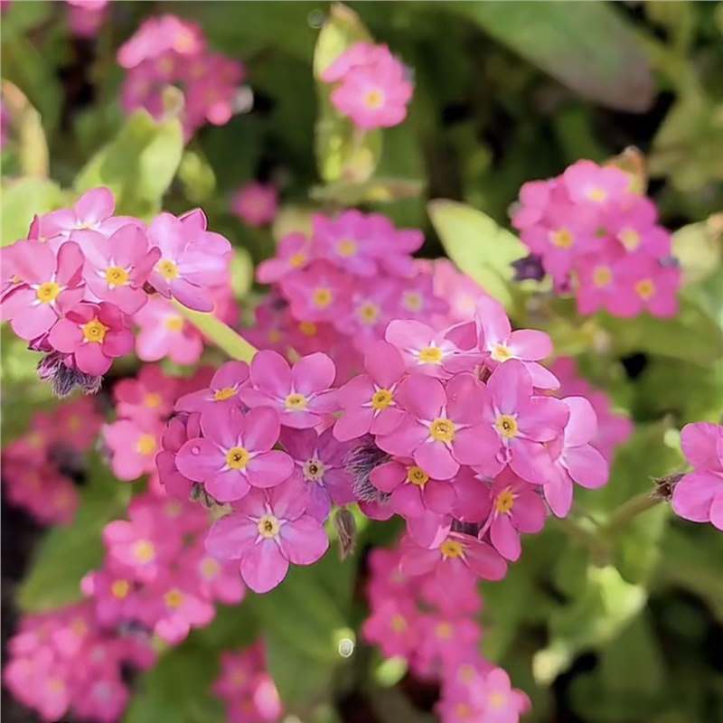Sjeme zaboravnika Blue Memory – Cvijeće za seoski vrt provjerene kvalitete 🌿💙-HR