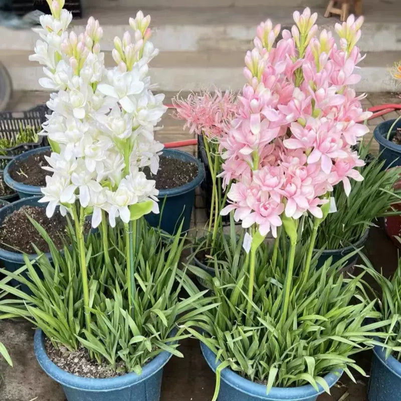 Nardo doble 🌸 - Flor bulbosa grande-ES