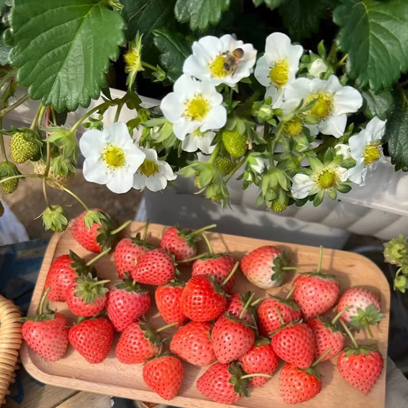 Sladké jahodové semienka s krémom z krajiny snov🍓-SK