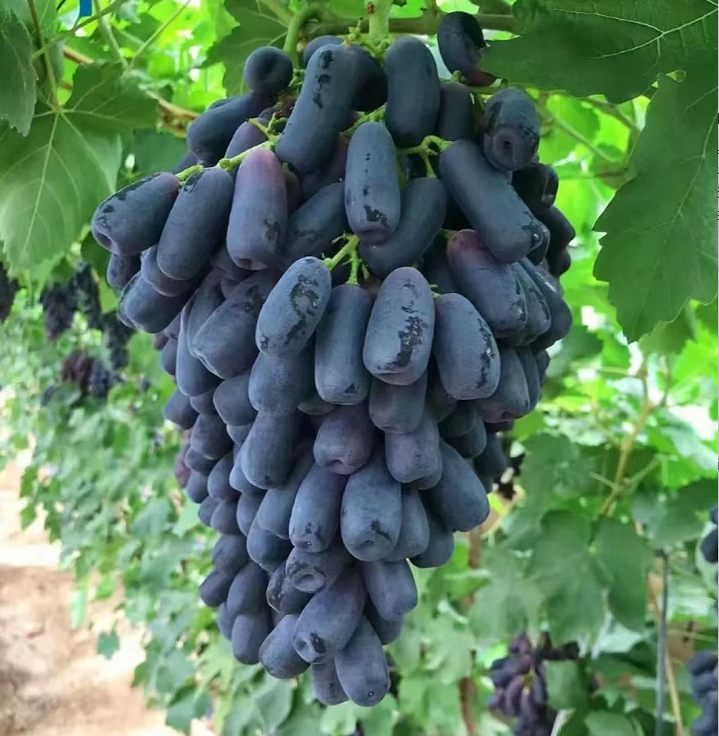 🔥 POSLEDNÝ DEŇ AKCIA 30% ZĽAVA 💜 Sladké zafírové hrozno (vzácne odrody hrozna) 🍇-SK