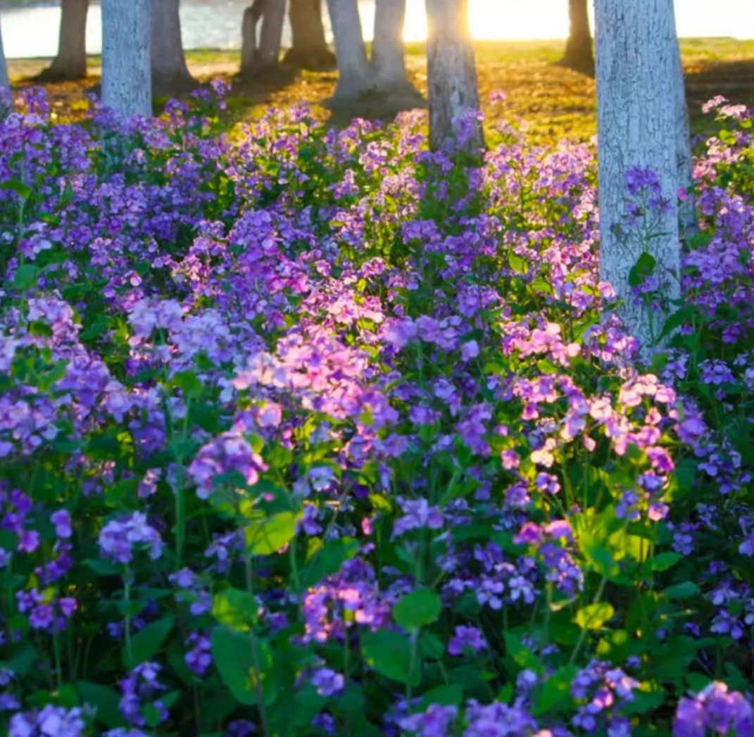 💜Vasario orchidėjų sėklos | „Infinity Purple Sea“-LT