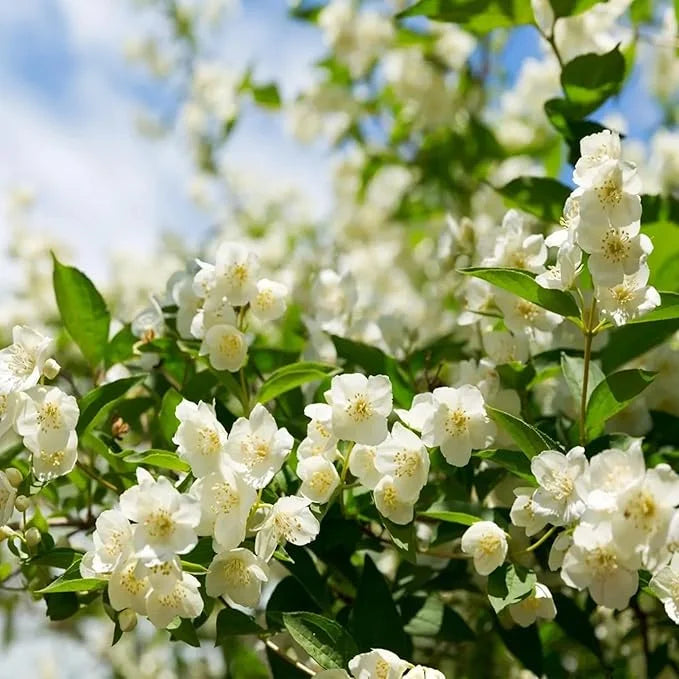 ZADNJI DAN PROMOCIJE 35% POPUSTA 🌸 Jasmin u saksiji (🌱Zajamčeno preživljavanje: Besplatne zamjene🌿)-HR