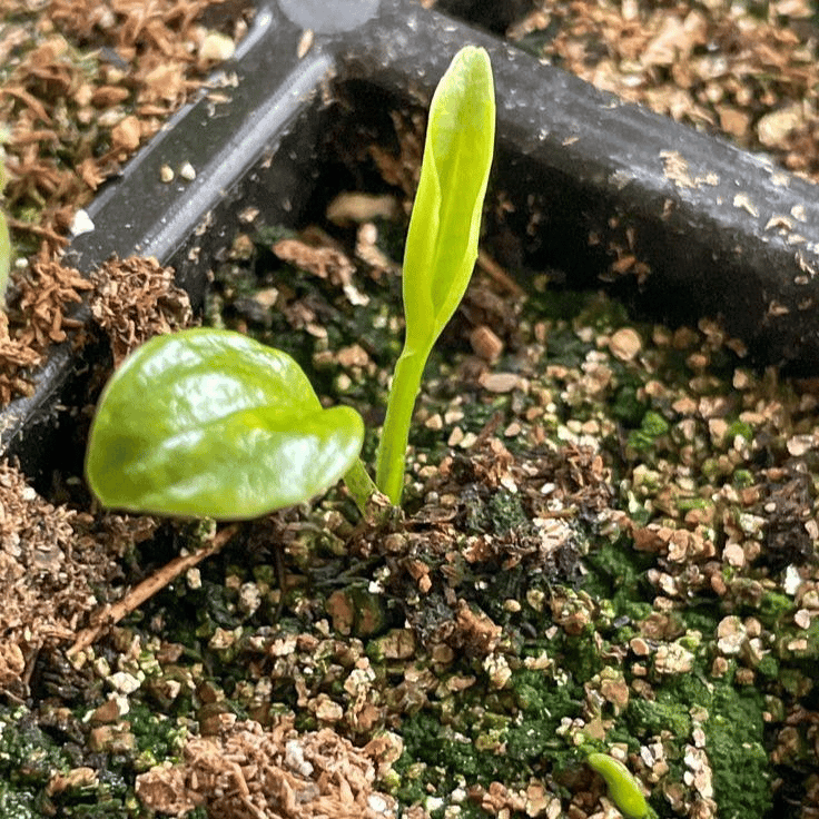 🌿 Σπάνιοι βολβοί Hosta🎁 Ειδική προσφορά 2025-GR