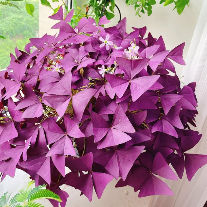 💜Violetinės sėkmės rūgštynių svogūnėliai-LT
