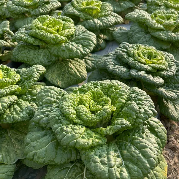 Σπόροι Brassica Narinosa (WuTat Choy)-GR