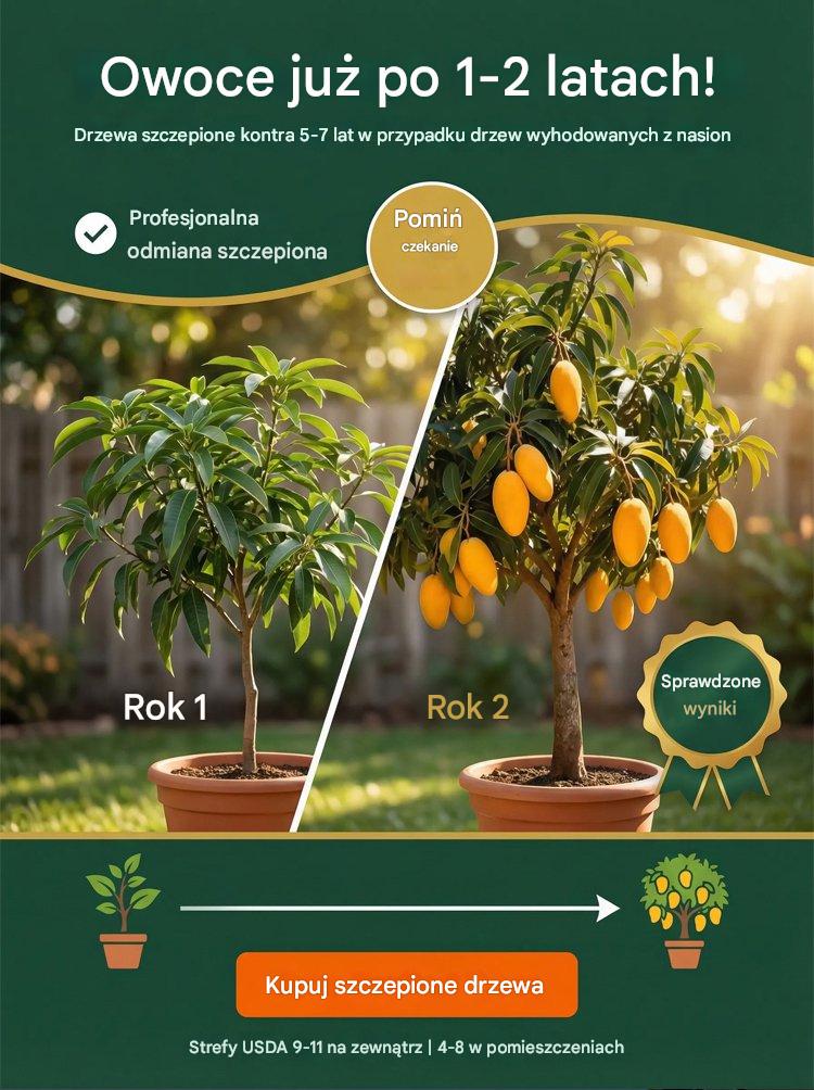 [Resultados de 1 a 2 años] Plántulas de mango enanas injertadas sin OMG-ES