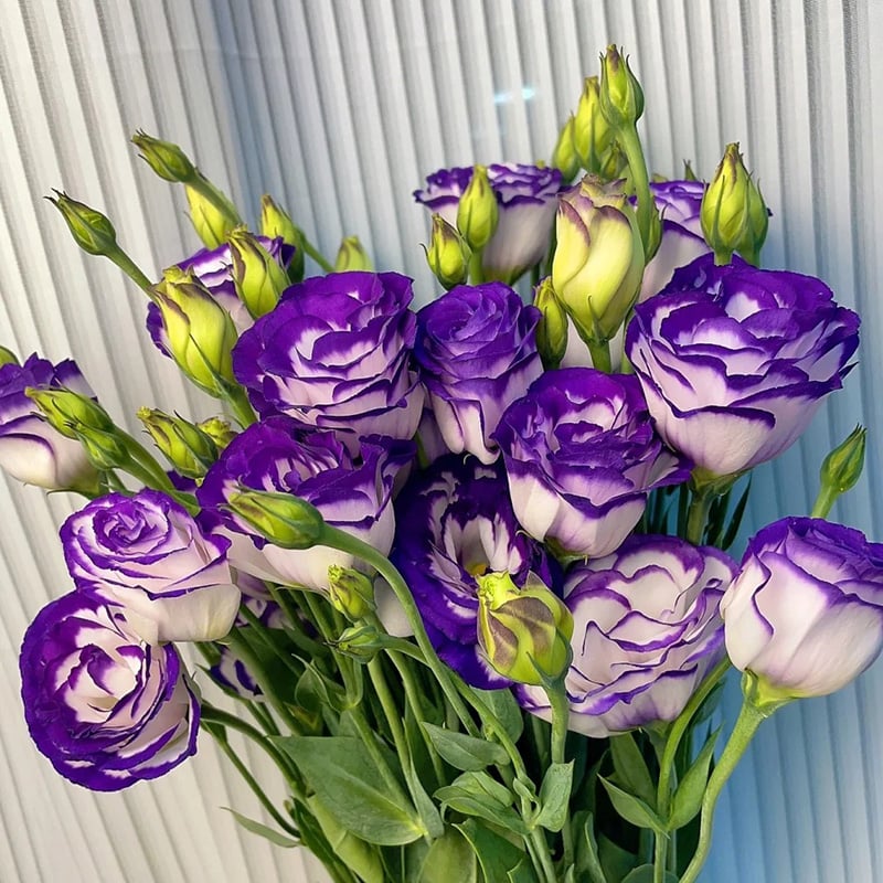 🔥Posljednji dan prodaje💝Eustoma Thornless Rose💐Sjemenke Lisianthusa-HR