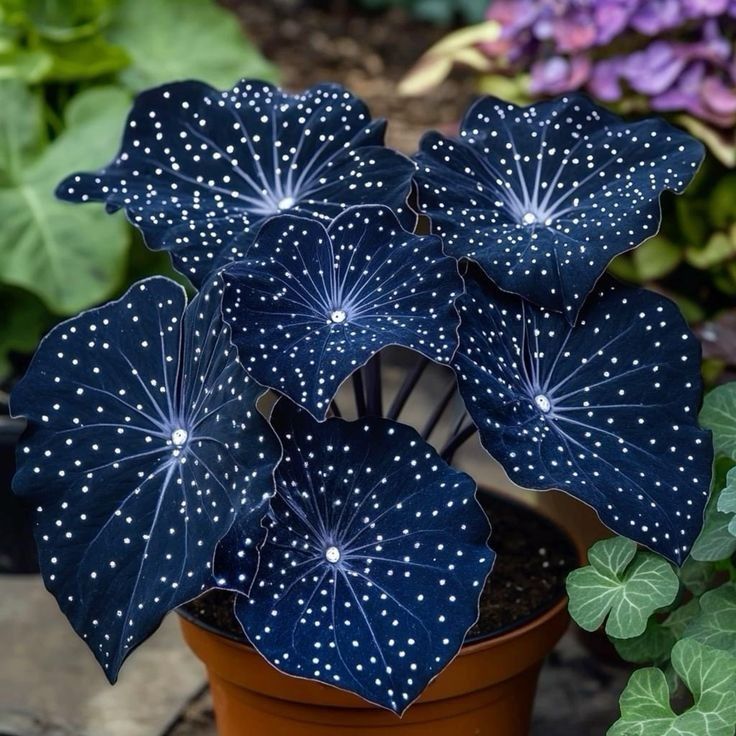 🌟Hosta Azul Noche-Añade un toque de color brillante a tu hogar!🌟-ES