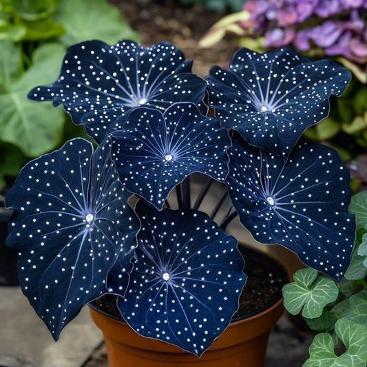 🌟Hosta Azul Noche-Añade un toque de color brillante a tu hogar!🌟-ES