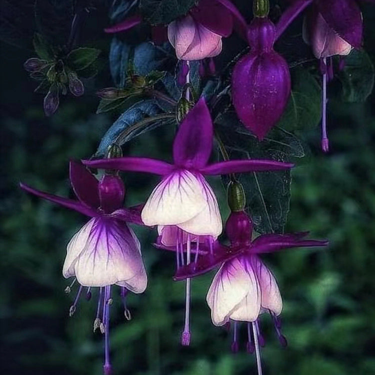 🌺Semillas de fucsia - Flor de linterna-ES