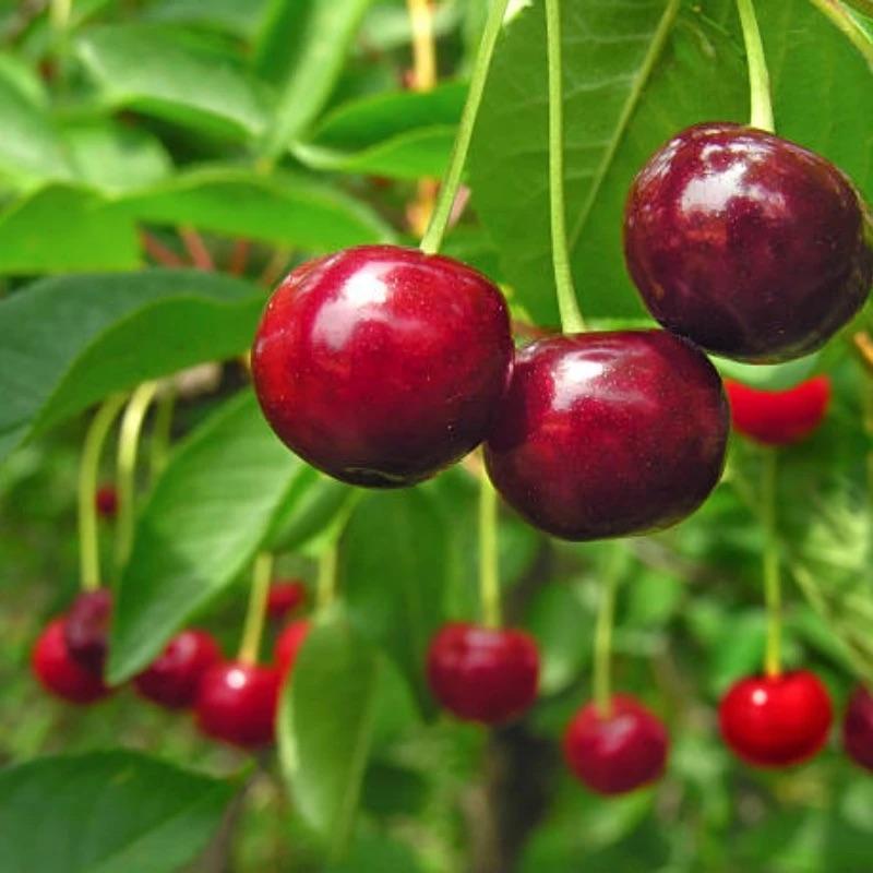 🏆ΠΑΝΩ ΑΠΟ 75.000 ΠΟΥΛΗΘΗΚΑΝ!🌳Σπόροι κερασιού - Νόστιμα, φρέσκα κεράσια περιμένουν τη συγκομιδή σας!-GR
