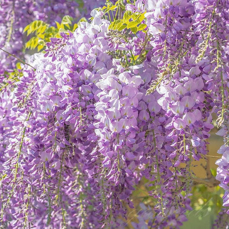 Semillas de glicina: la belleza en cascada del jardín todo el año-ES