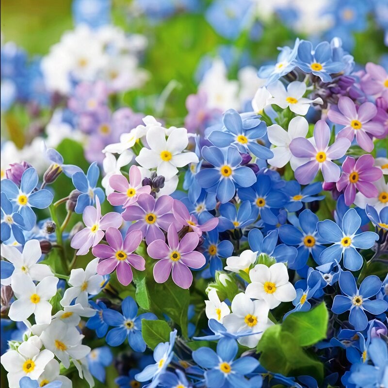 Sjeme zaboravnika Blue Memory – Cvijeće za seoski vrt provjerene kvalitete 🌿💙-HR