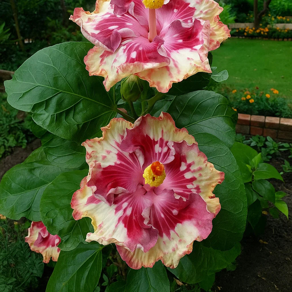 🔥 OFERTA CALIENTE - 50% DE DESCUENTO 🔥🌸 Semillas de Hibisco Doble - Fáciles de Cultivar 🌸-ES