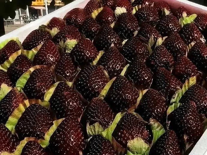 Semillas de fresa gigante Black Diamond: dulces, ricas en nutrientes y fáciles de cultivar en casa.-ES