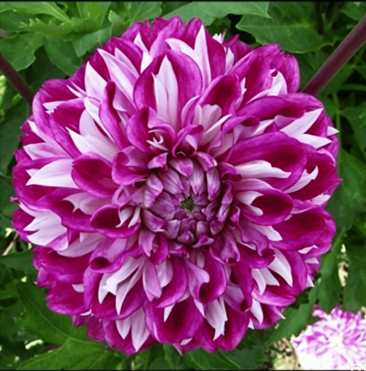 Semillas de dalias que deslumbran en el jardín: flores grandes y coloridas que acaparan todas las miradas.-ES