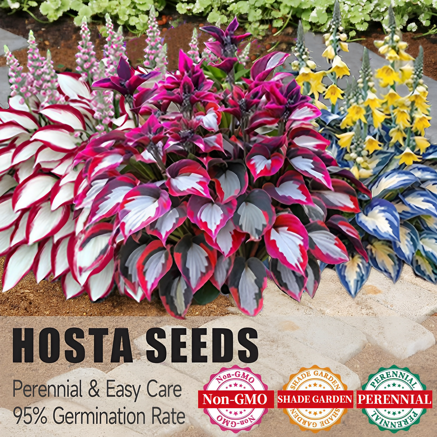 🔥Último día de venta🔥Semillas de hosta premium raras🌿Planta tolerante a la sombra-ES