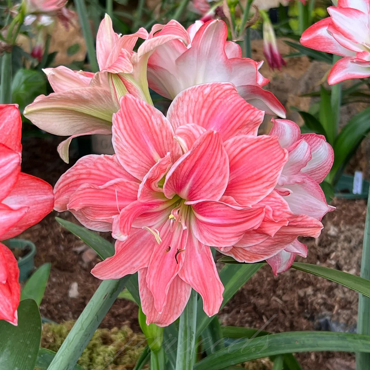 Čebulice amarilisa z dvojnimi cvetovi🌼-SI