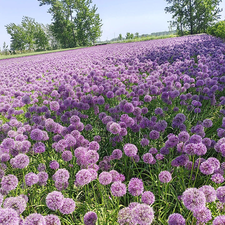 Okrasni cvet čebule (Allium Giganteum)-SI