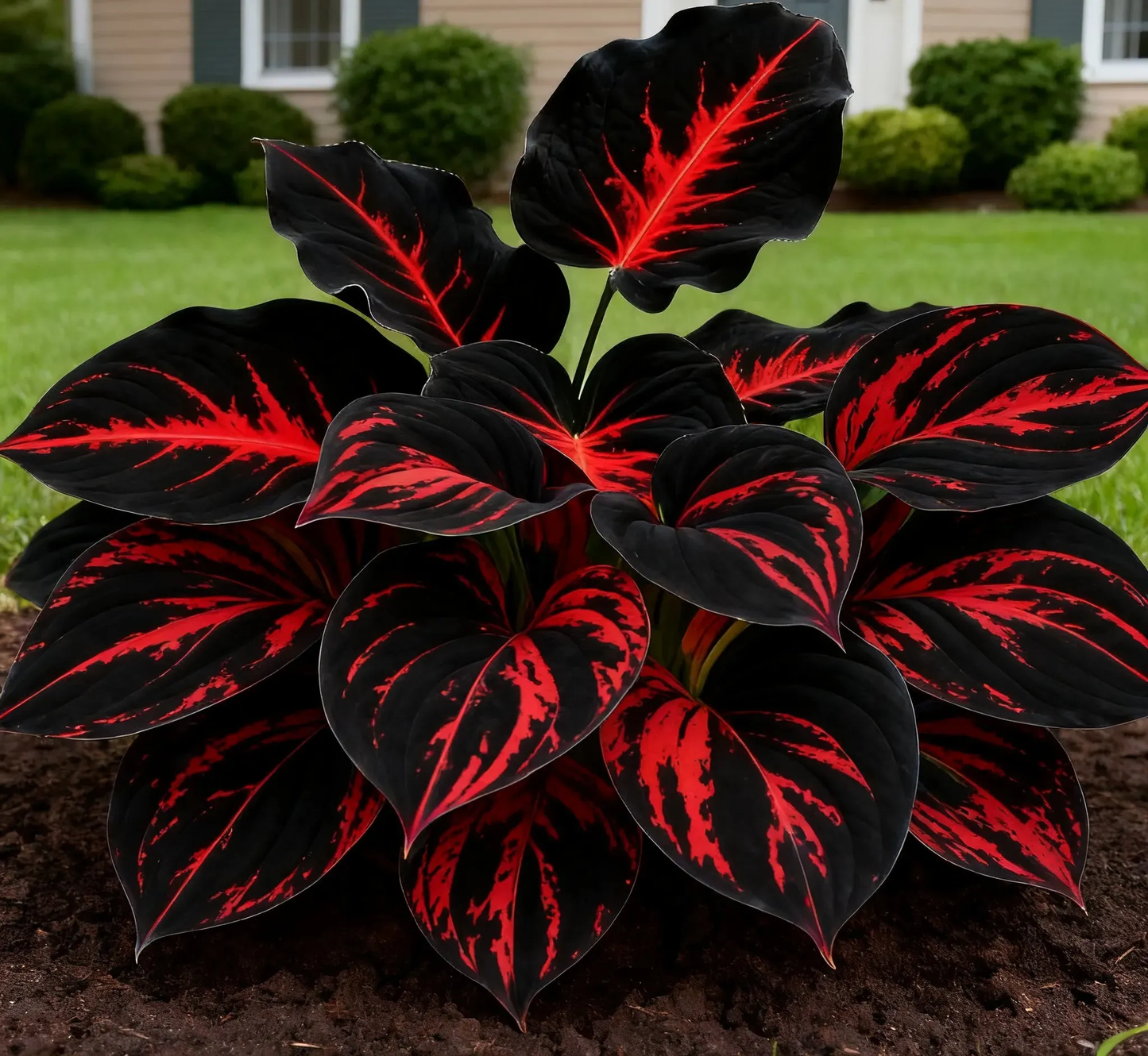 💥Oferta especial 2025 🌌Semillas de Hosta Midnight Purple Heart, una planta perenne que ama la sombra para el jardín-ES