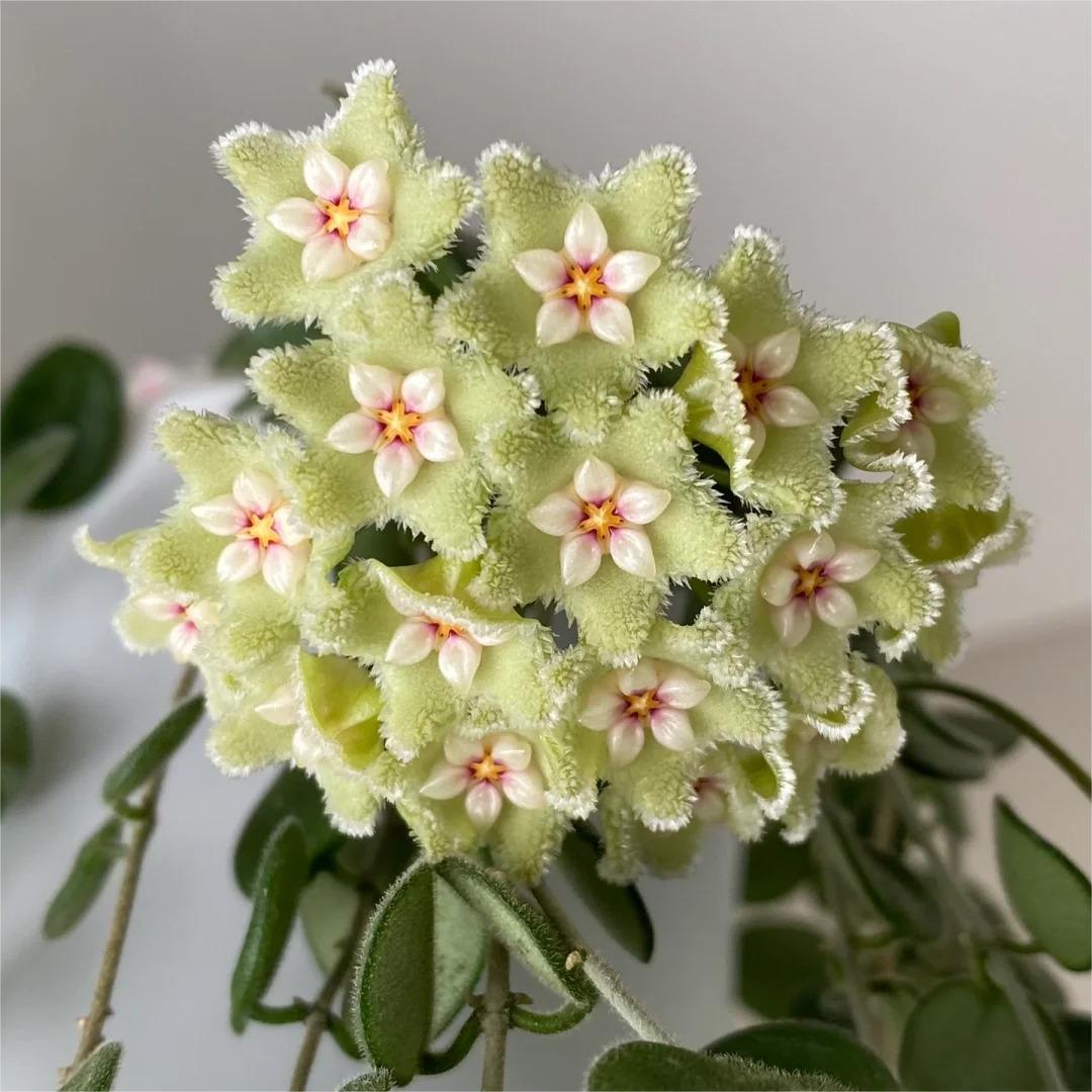 ✨Bombillas Hoya – Estrellas cayendo del cielo✨-ES