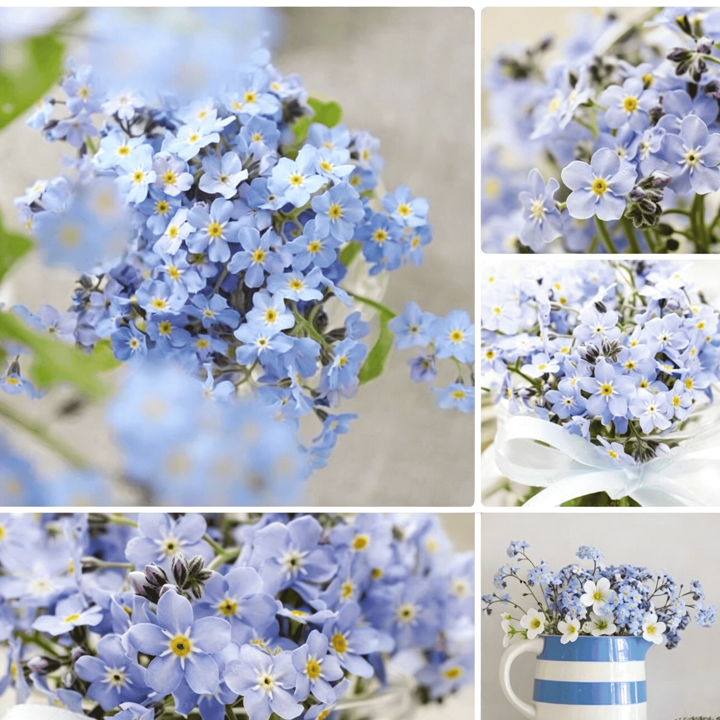 Sjeme zaboravnika Blue Memory – Cvijeće za seoski vrt provjerene kvalitete 🌿💙-HR