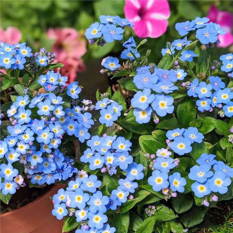 Sjeme zaboravnika Blue Memory – Cvijeće za seoski vrt provjerene kvalitete 🌿💙-HR
