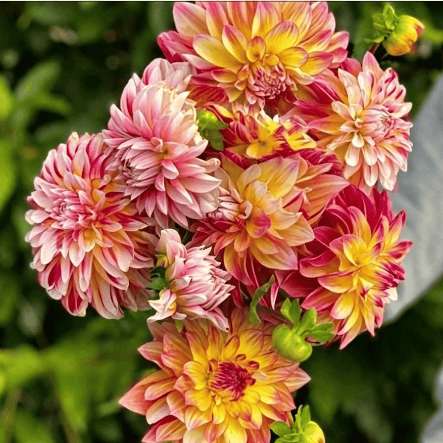 Semillas de dalias que deslumbran en el jardín: flores grandes y coloridas que acaparan todas las miradas.-ES