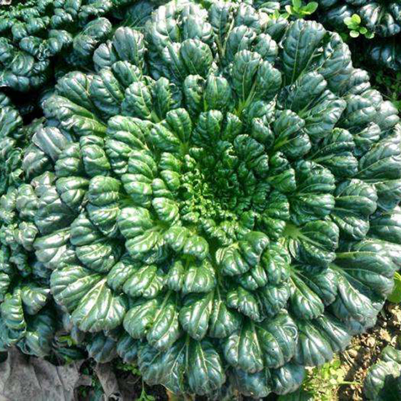 Σπόροι Brassica Narinosa (WuTat Choy)-GR