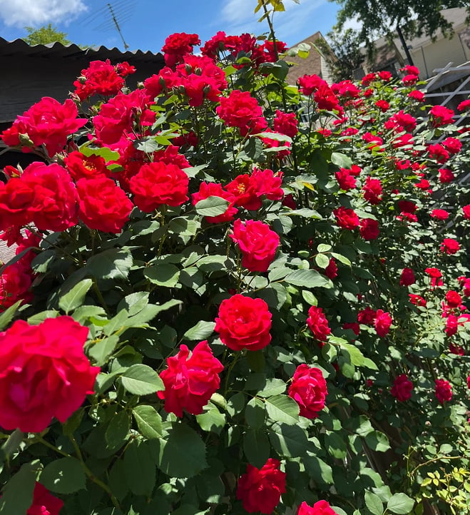 🌺 Roniroosi seemned-EE