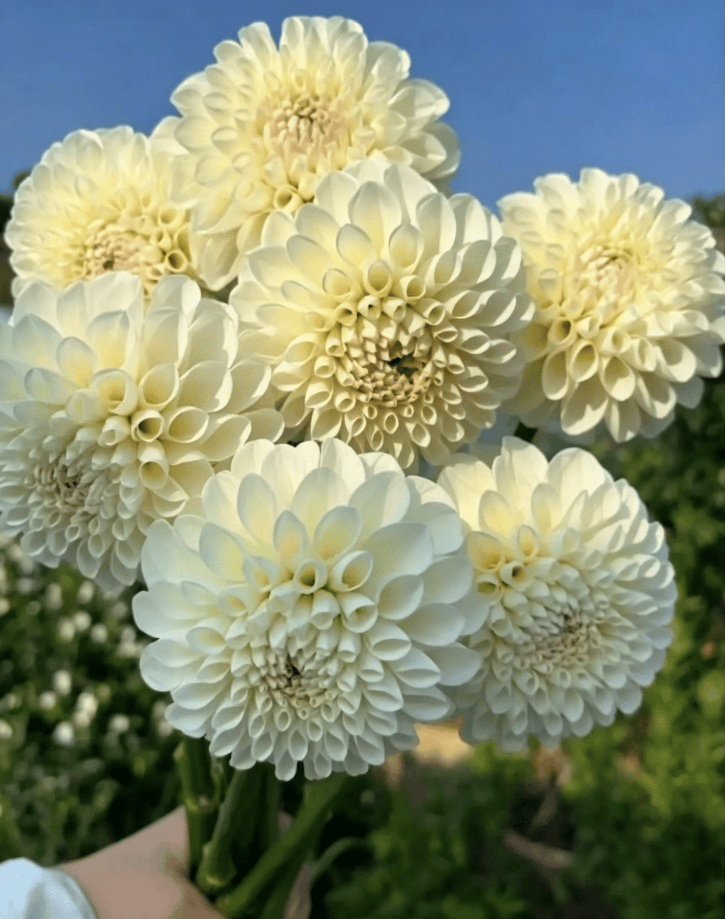 Semillas de dalias que deslumbran en el jardín: flores grandes y coloridas que acaparan todas las miradas.-ES