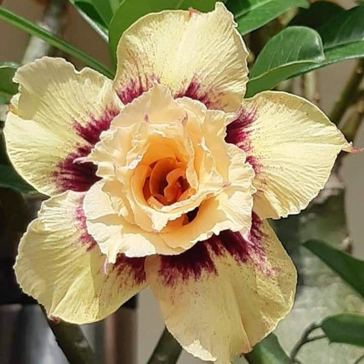 🎁Lukovice pustinjske ruže🌵Vrlo jednostavne za njegu! 🌸Lukovice Adenium Obesum-HR