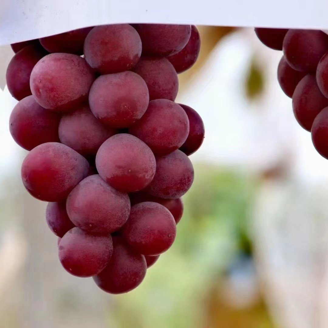 Nueva variedad limitada: semillas de uva Queen Nina para cosechas dulces y jugosas en el jardín 🍇-ES