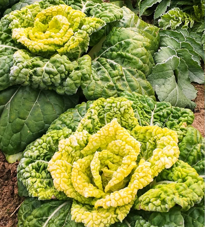 Σπόροι Brassica Narinosa (WuTat Choy)-GR