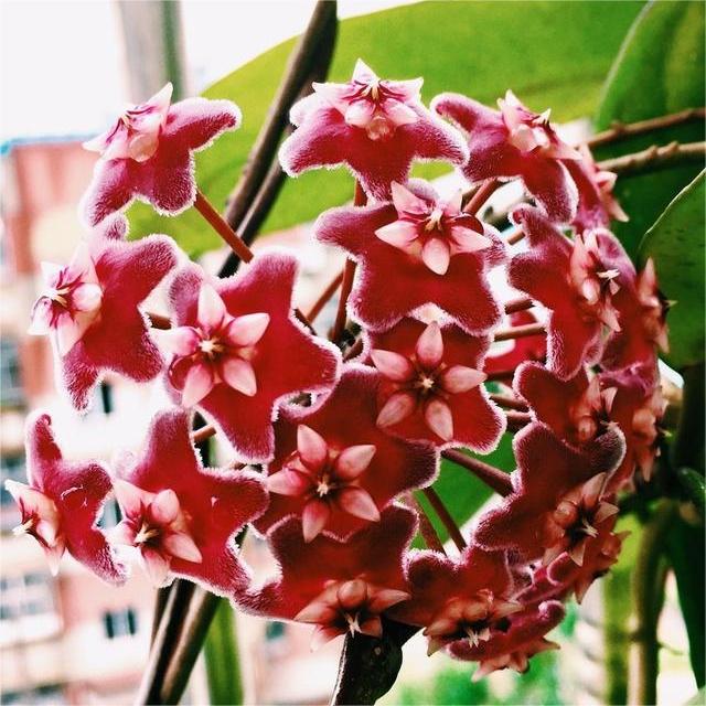 ✨Bombillas Hoya – Estrellas cayendo del cielo✨-ES